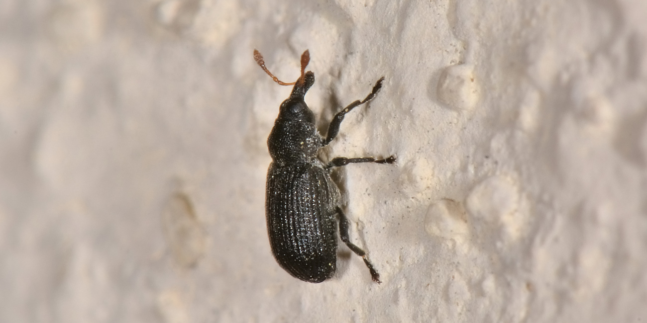 Curculionidae: Magdalis sp?  S, Magdalis flavicornis